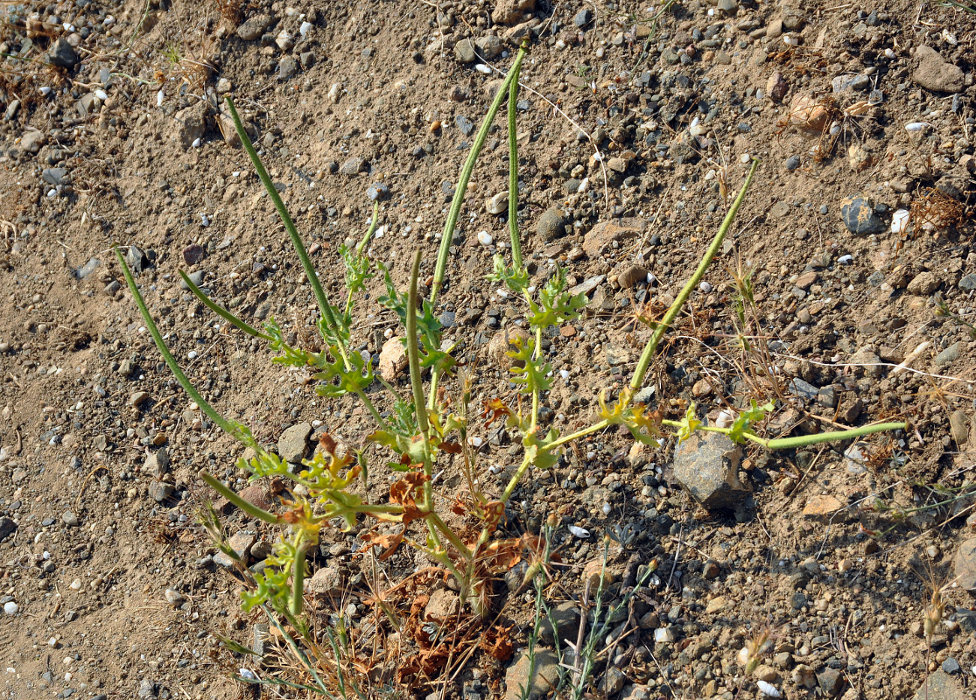 Image of Glaucium corniculatum specimen.