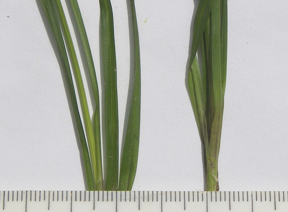 Изображение особи Carex divulsa.