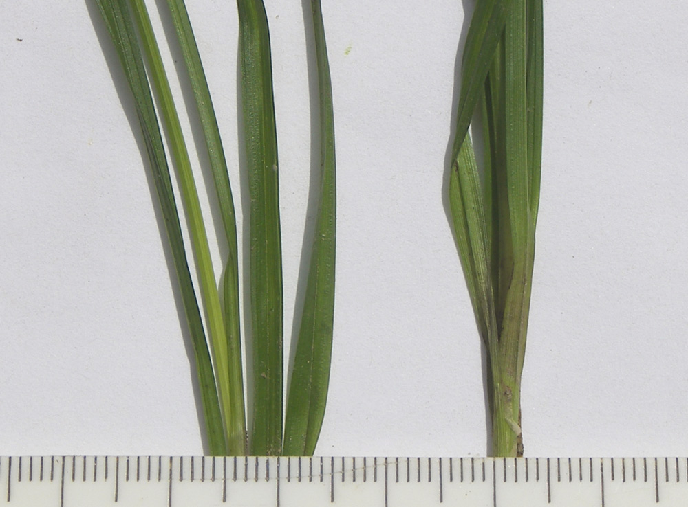Image of Carex divulsa specimen.