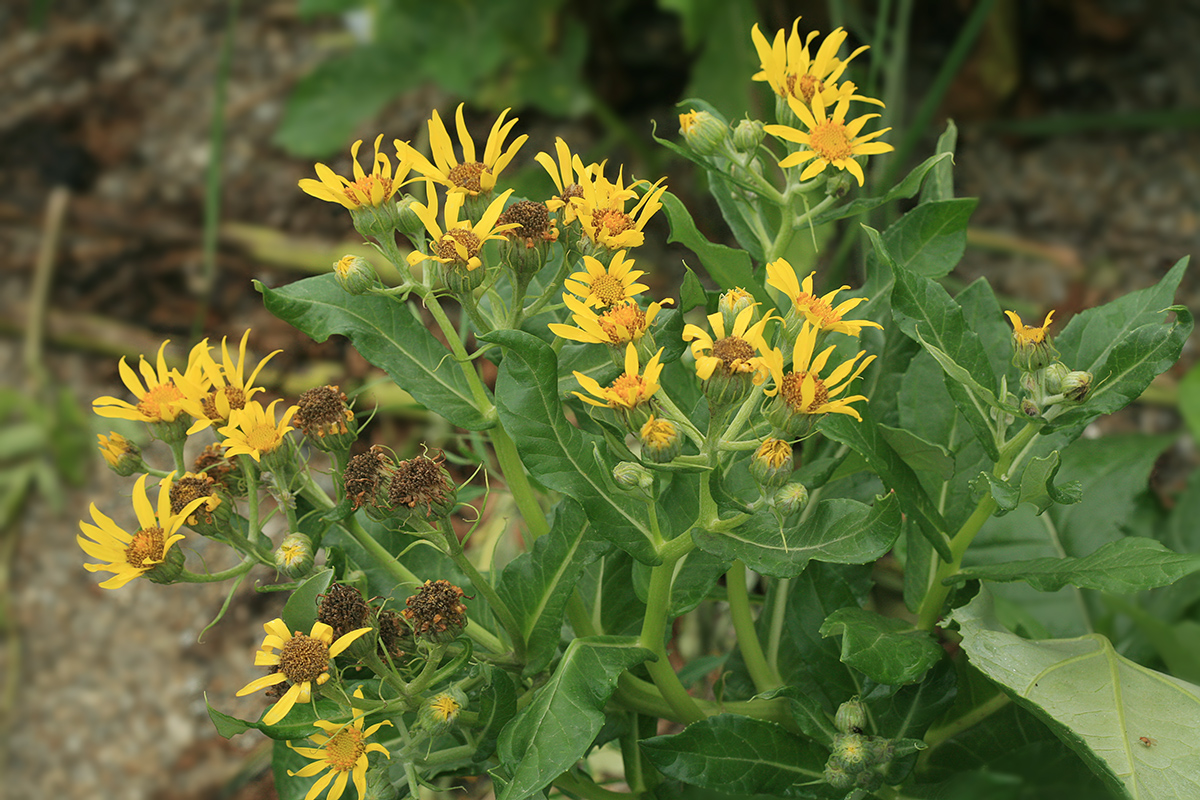 Изображение особи Senecio pseudoarnica.