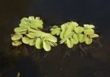 Salvinia natans