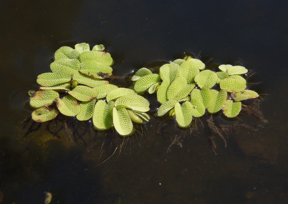 Image of Salvinia natans specimen.