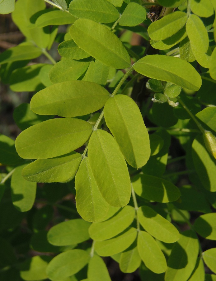 Изображение особи Caragana arborescens.