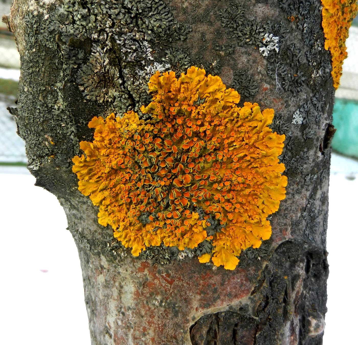 Image of Xanthoria parietina specimen.