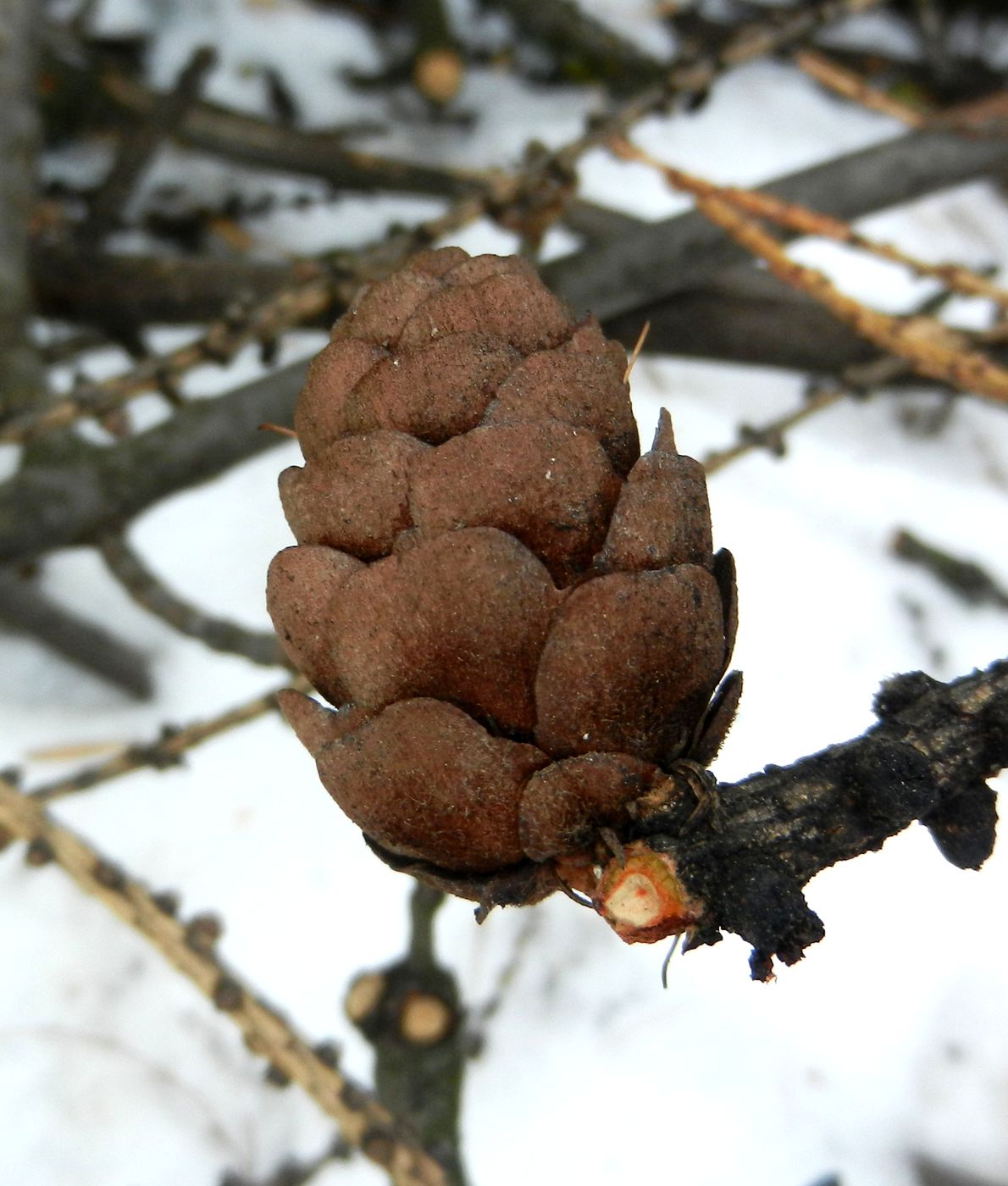 Image of Larix sibirica specimen.