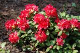 Rhododendron forrestii. Цветущее растение. Москва, ботанический сад МГУ \"Аптекарский огород\". 07.05.2010.