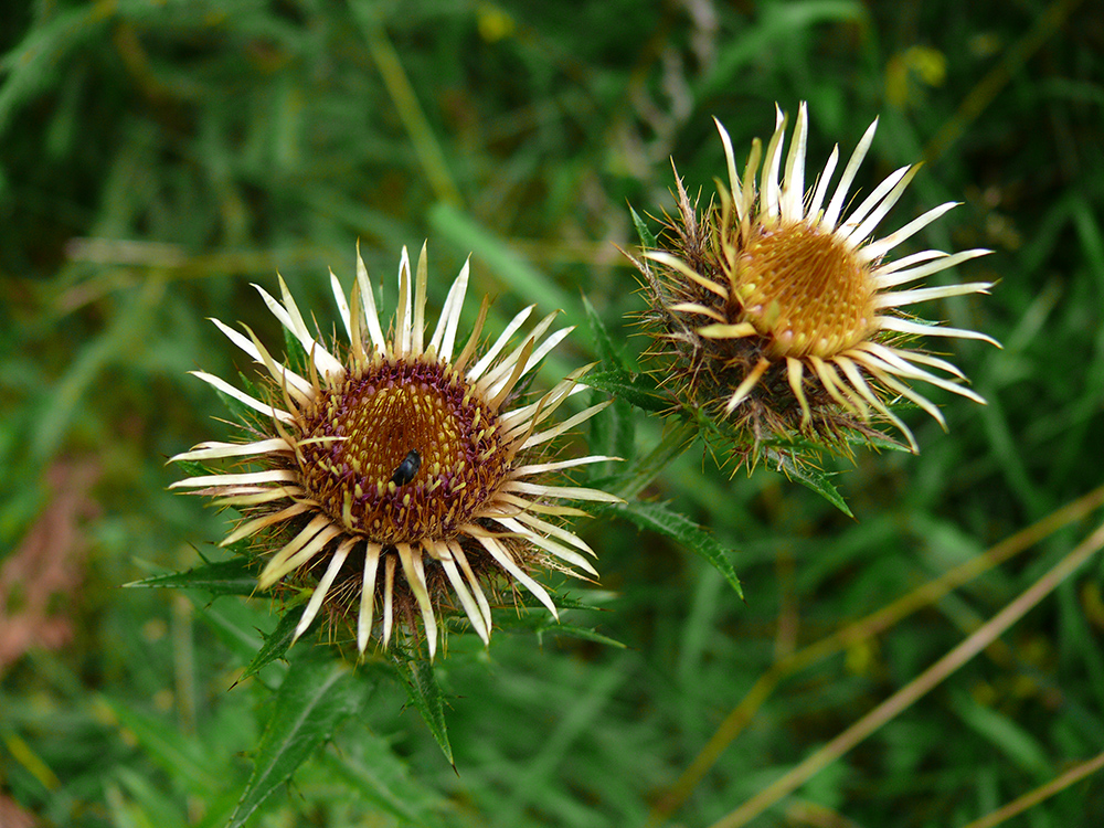 Изображение особи Carlina biebersteinii.