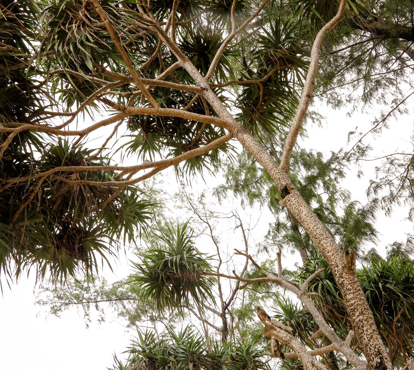 Изображение особи Pandanus tectorius.