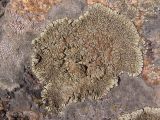 Lecanora muralis. Слоевище на камне. Украина, г. Запорожье, восточная окраина, долина р. Мокрая Московка. 25.03.2017.