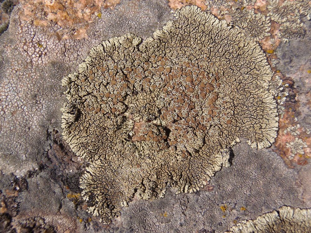 Изображение особи Lecanora muralis.