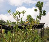 Acanthus ilicifolius. Верхушки веток. Таиланд, о-в Пхукет, ботанический сад, берег водоёма. 16.01.2017.