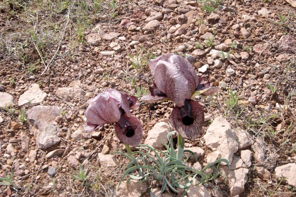 Изображение особи Iris lycotis.