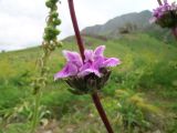 Phlomoides brachystegia