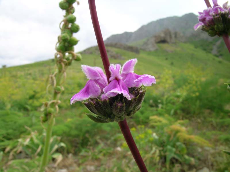 Изображение особи Phlomoides brachystegia.