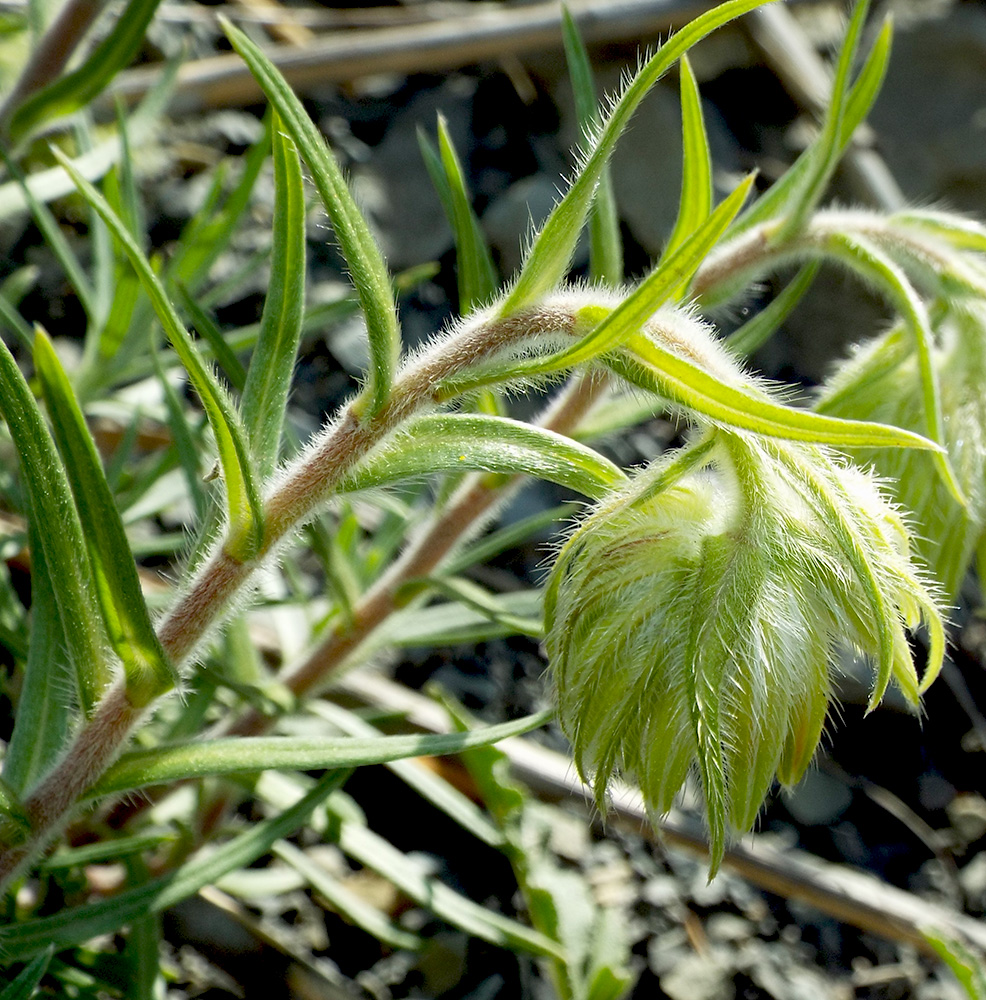 Image of Onosma polyphylla specimen.