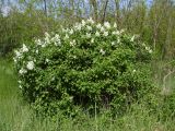 Syringa vulgaris. Цветущее растение (одичавший культивар). Ростовская обл., окр. г. Азов. 07.05.2017.