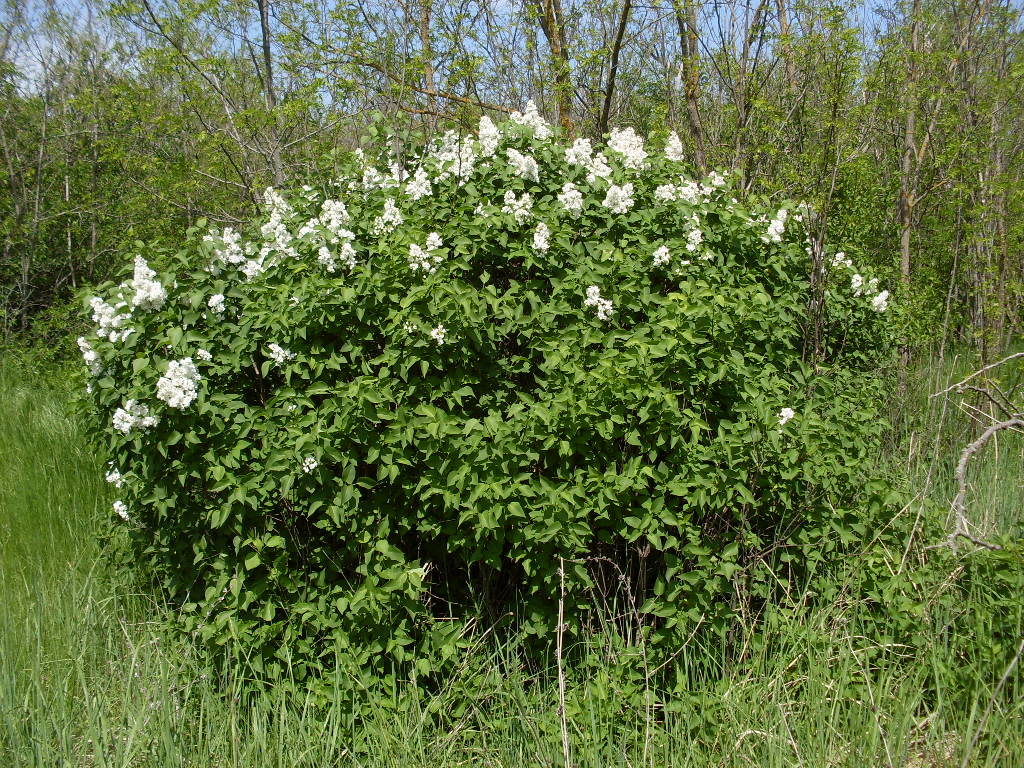 Image of Syringa vulgaris specimen.