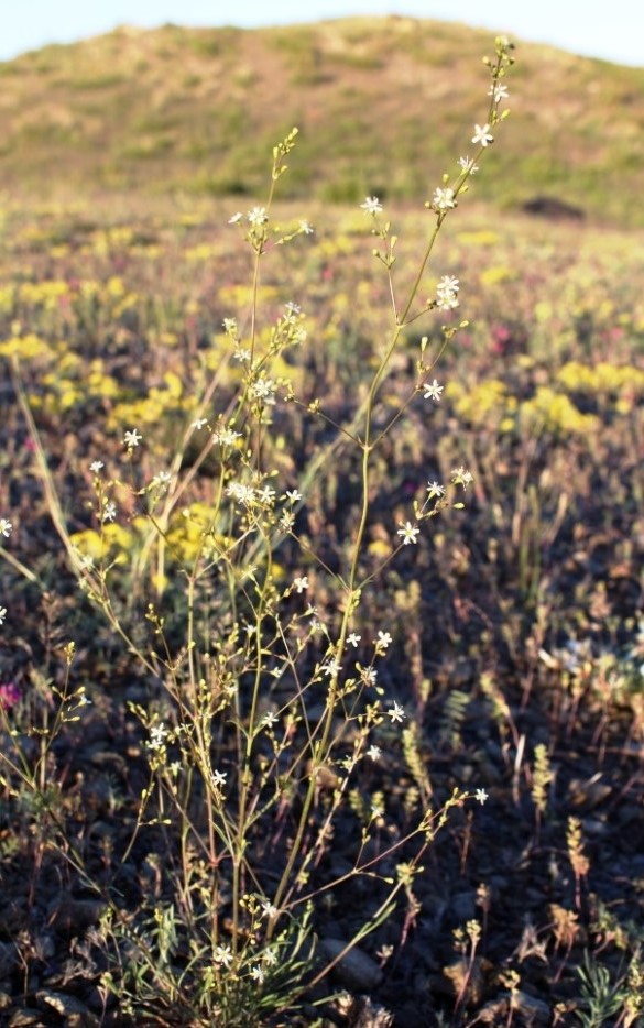 Image of Silene baschkirorum specimen.