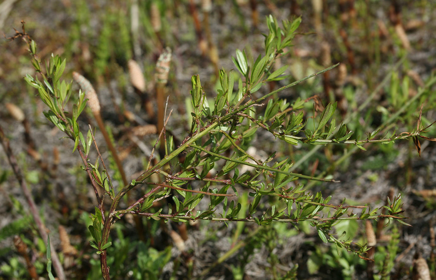 Image of Genista tinctoria specimen.