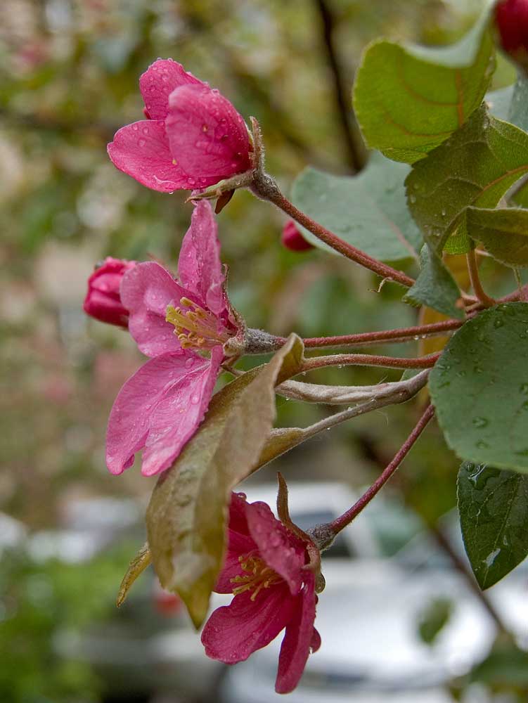Image of Malus × purpurea specimen.