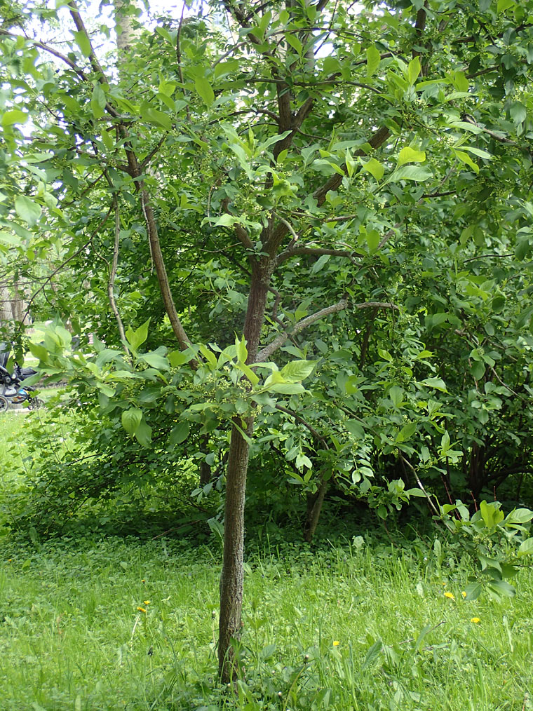 Изображение особи Euonymus europaeus.