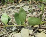 Vinca herbacea. Часть побега. Краснодарский край, м/о город-курорт Анапа, окр. с. Большой Утриш, каменистая осыпь в можжевеловом лесу. 9 июня 2017 г.