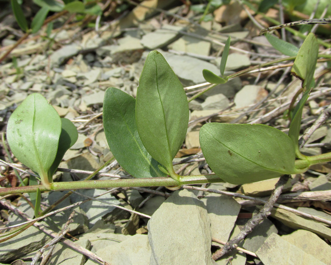 Image of Vinca herbacea specimen.