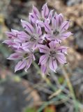 Allium oliganthum