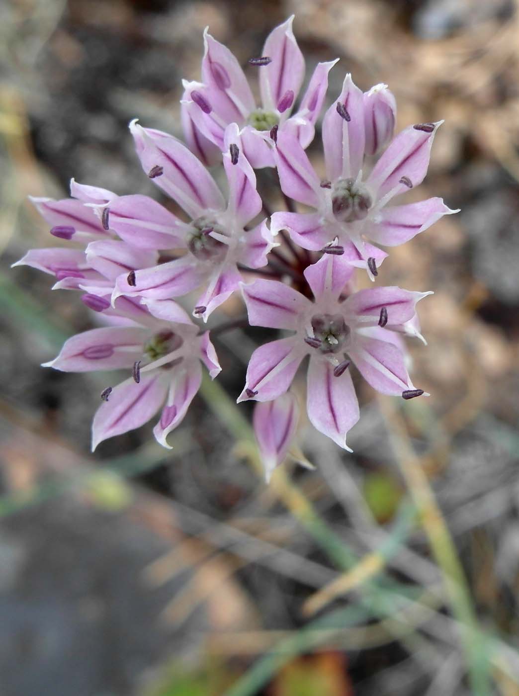 Изображение особи Allium oliganthum.