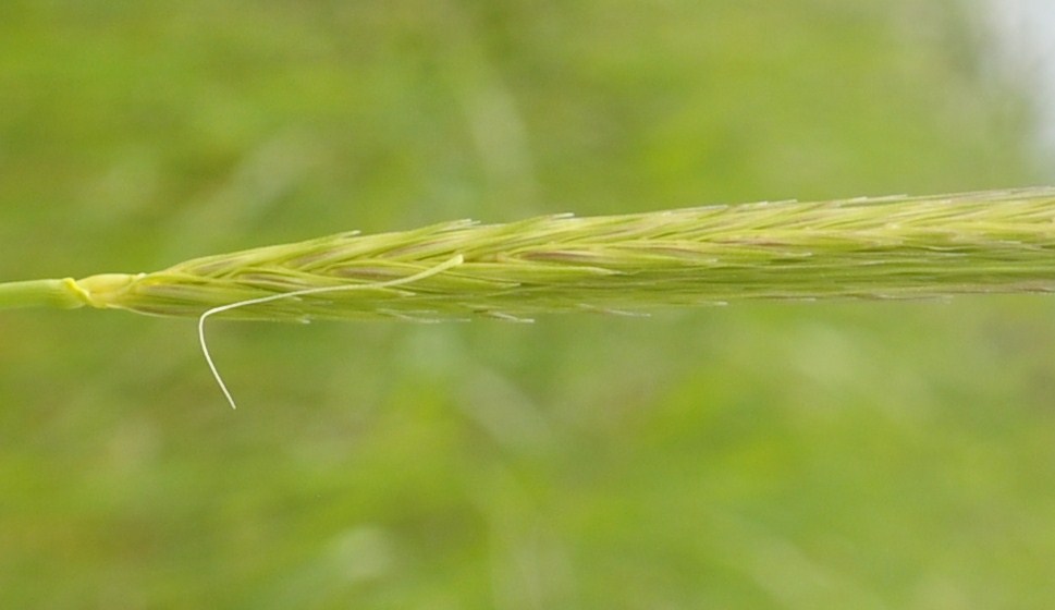 Изображение особи Hordeum secalinum.