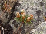 Ledum decumbens. Верхушка веточки с бутонами. Магаданская обл., окр. г. Магадан, п-ов Старицкого, каменистая сопка. 19.06.2010.