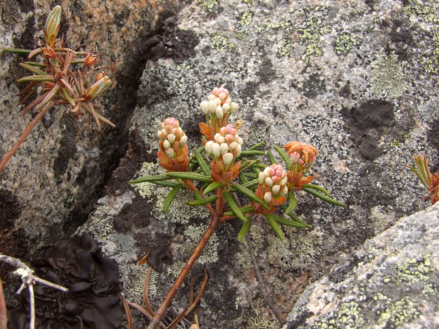 Изображение особи Ledum decumbens.