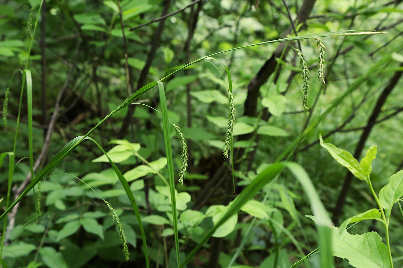 Изображение особи Carex sylvatica.