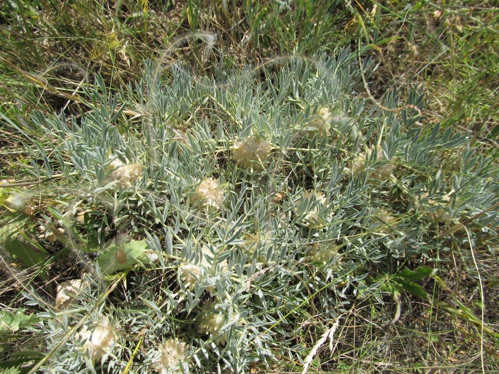 Image of Astragalus karjaginii specimen.