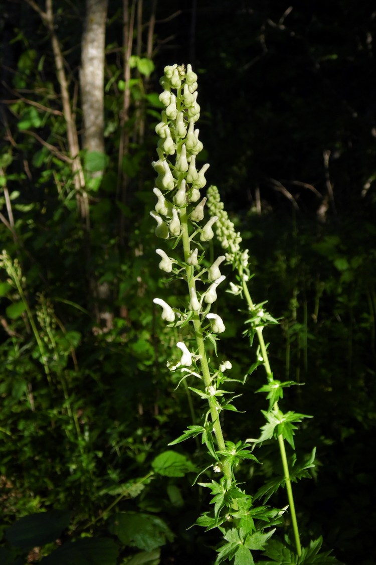 Image of Aconitum orientale specimen.