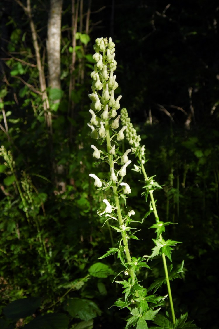 Изображение особи Aconitum orientale.