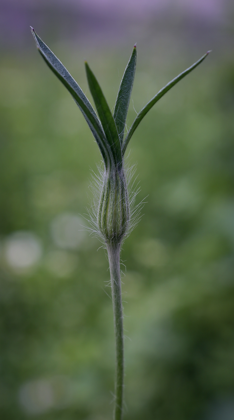 Image of Agrostemma githago specimen.