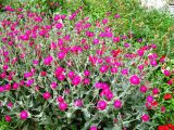 Lychnis coronaria