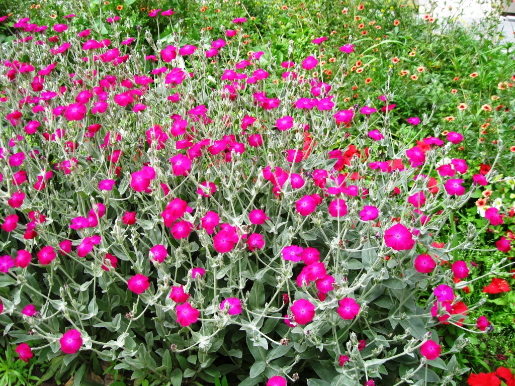 Изображение особи Lychnis coronaria.