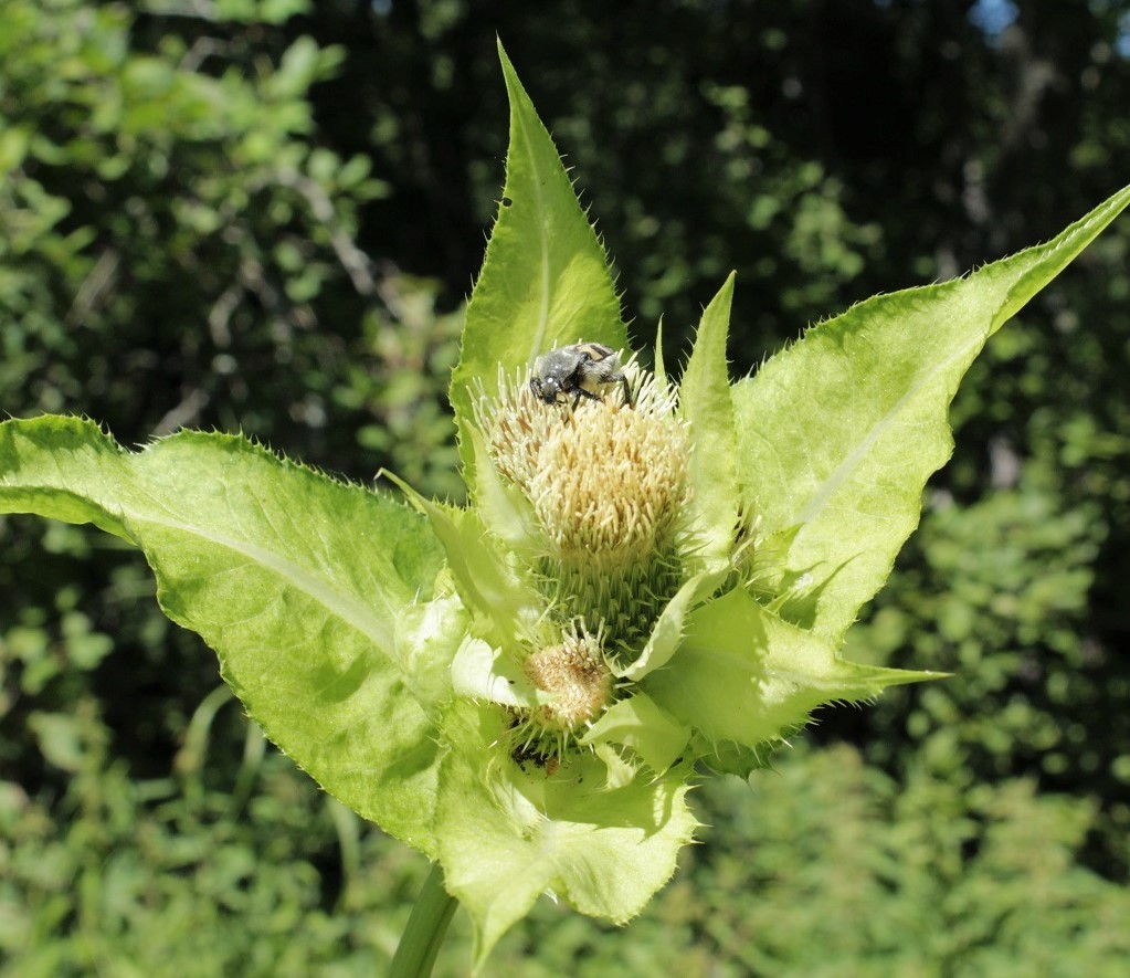 Изображение особи Cirsium oleraceum.