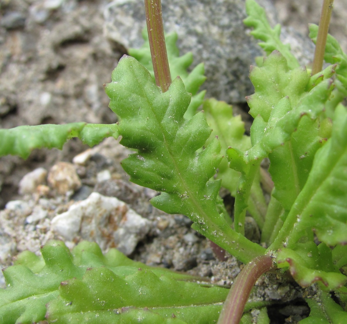 Image of Senecio sosnovskyi specimen.