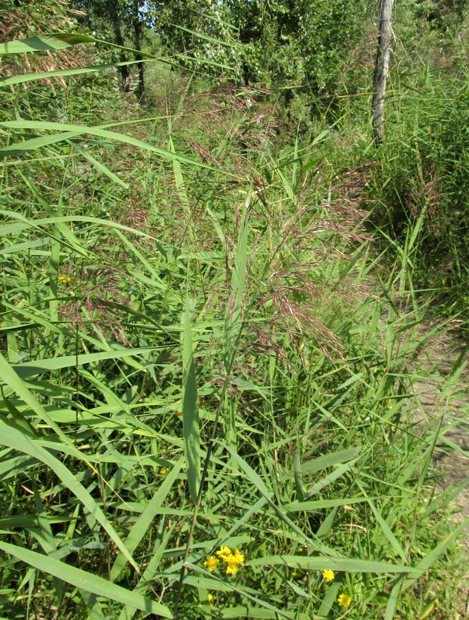 Изображение особи Phragmites australis.