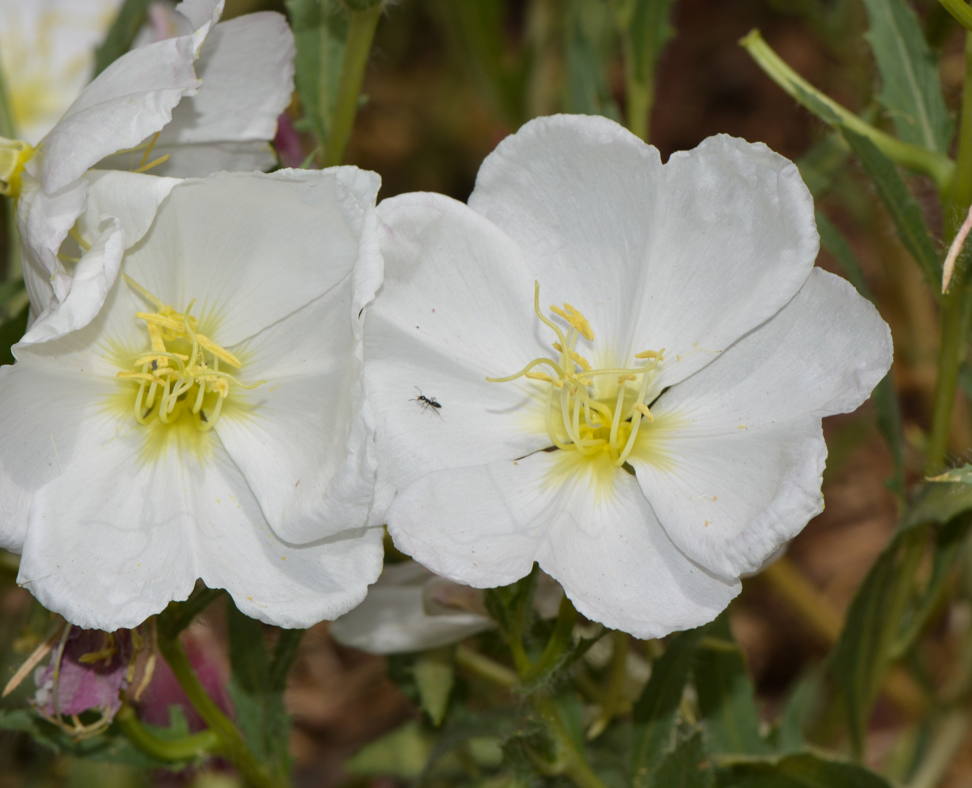 Image of Oenothera pallida specimen.