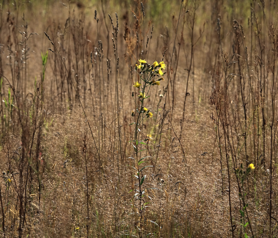 Изображение особи Hieracium umbellatum.