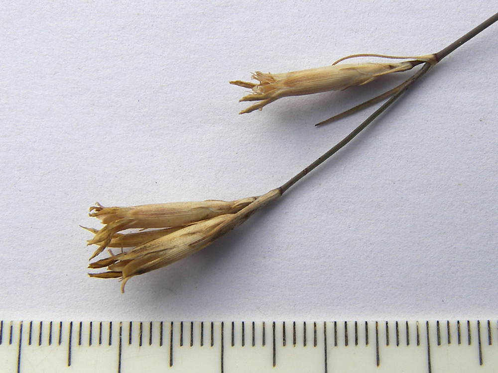 Image of Dianthus pallens specimen.