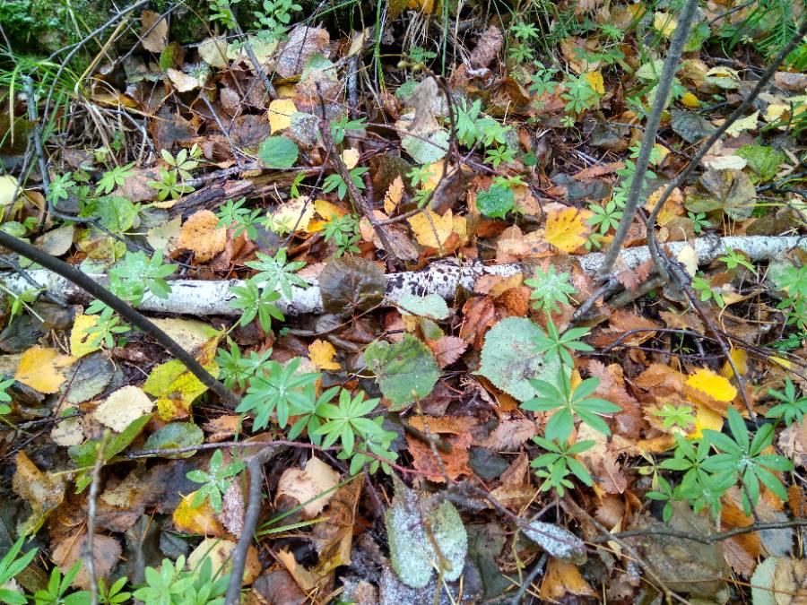 Изображение особи Galium odoratum.