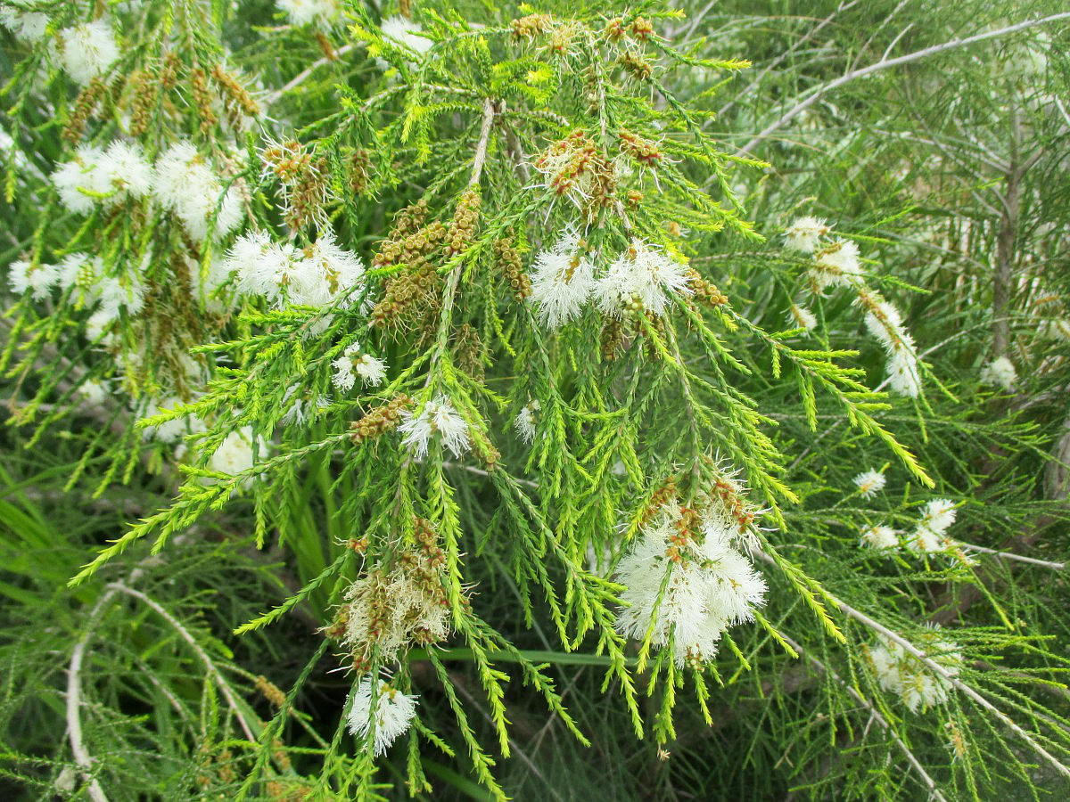 Image of Melaleuca irbyana specimen.