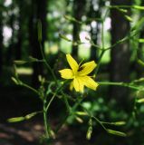 Mycelis muralis