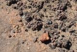 Conophytum minusculum