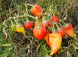 Capsicum annuum